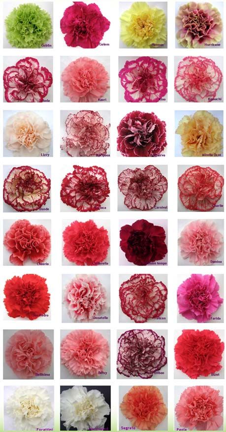 Carnation Wedding Flowers, Carnation Colors, Carnation Wedding, Carnation Bouquet, Flower Chart, Flower Identification, Cheap Wedding Flowers, Floral Arranging, Flower Guide