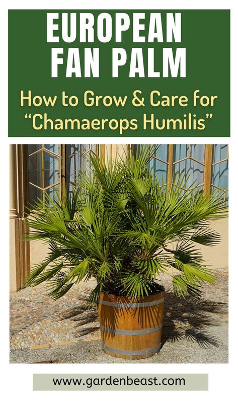 The European fan palm is easy to grow indoors and thrives in bright light and dry air. It is a class of miniature trees that usually will top out at four feet when cultivated indoors. This makes the plant a popular choice for homes and commercial locations alike | european fan palm tree | european fan palm care | european fan palm front yards | garden palms #europeanfanpalmlandscape #europeanfanpalmtreecare Fan Palm Tree, European Fan Palm, Small Trees For Garden, Garden Planning Layout, Palm Tree Plant, Vegetable Garden Planning, Fan Palm, Front Yards, Dry Air