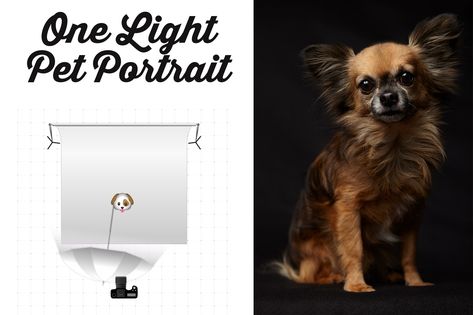 Pet Photography Tips | One-Light Pet Portraits With A Leibovitz Staple Dog Photography Studio, Pet Photography Business, Pet Photography Studio, Pet Photography Tips, Photography Set Up, Photography Lighting Setup, Puppy Photography, Black Labrador Retriever, Studio Photography Lighting