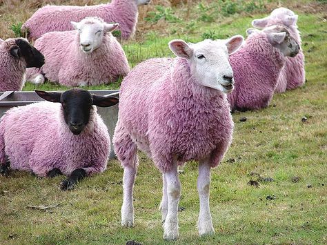 Pink sheep Pink Saturday, Pink Sheep, Counting Sheep, Little Bo Peep, Sheep And Lamb, Cute Sheep, Oui Oui, Back To Nature, Animal Welfare