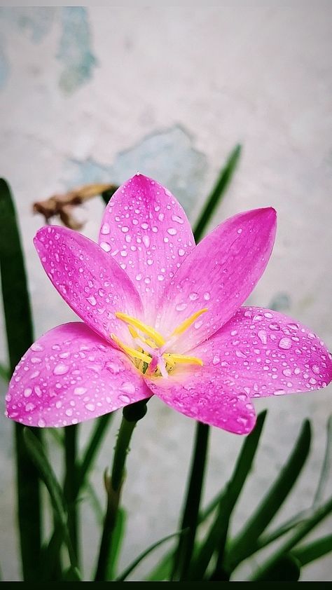 Fairy Lily, Rain Aesthetic, Rain Lily, Pink Rain, Rose Fairy, Lily Rose, Greek Mythology, The Pink, Peru