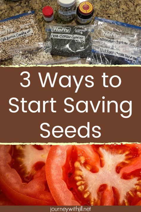 Garden Tp, Saving Seeds From Vegetables, Save Seeds, Saving Seeds, Growing Tomatoes In Containers, Watermelon Seeds, Seed Saving, Tomato Garden, Home Vegetable Garden