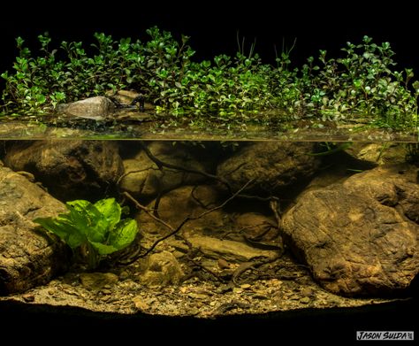 Biotope Aquarium, upper reaches of the ... River Aquarium, Turtle Tank Setup, Turtle Aquarium, Biotope Aquarium, Fish Aquarium Decorations, Taman Air, Aquascape Design, Indoor Water Garden, Brisbane River