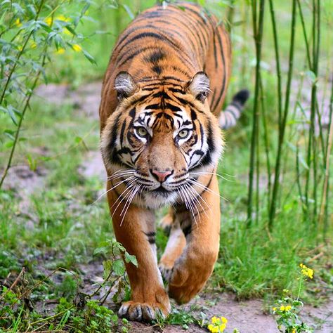 Female Tiger, Big Cat Family, Tiger Attack, Tiger Photography, Black Cat Tattoos, Sumatran Tiger, Tiger Pictures, Tiger Tiger, Bengal Tiger