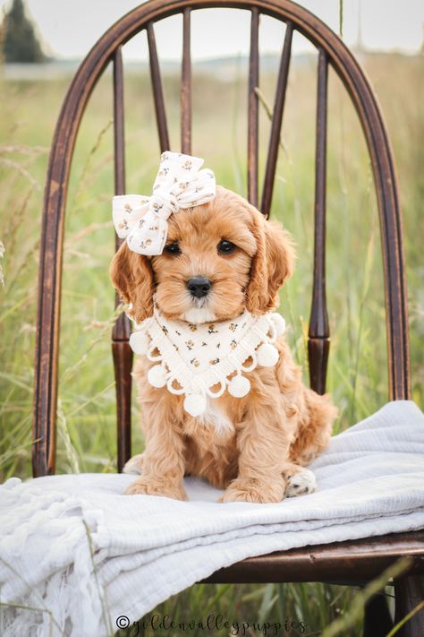 Cavapoo Puppy Cavapoo Outfits, Blenheim Cavapoo, Cacapoopoo Dog, Cavapoo Full Grown, Teacup Cavapoo, Dog Cavapoo, Cava Poo, Small Dog Accessories, Puppy Ideas