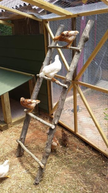 chicken ladder Chicken Roost Ladder, Chicken Ladder Diy, Chicken Ladder Roost, Chicken Ladder Ideas, Diy Chicken Roost Ladder, Diy Chicken Perch, Chicken Playground Ideas Diy, Chicken Perch Ideas, Chicken Coop Ladder