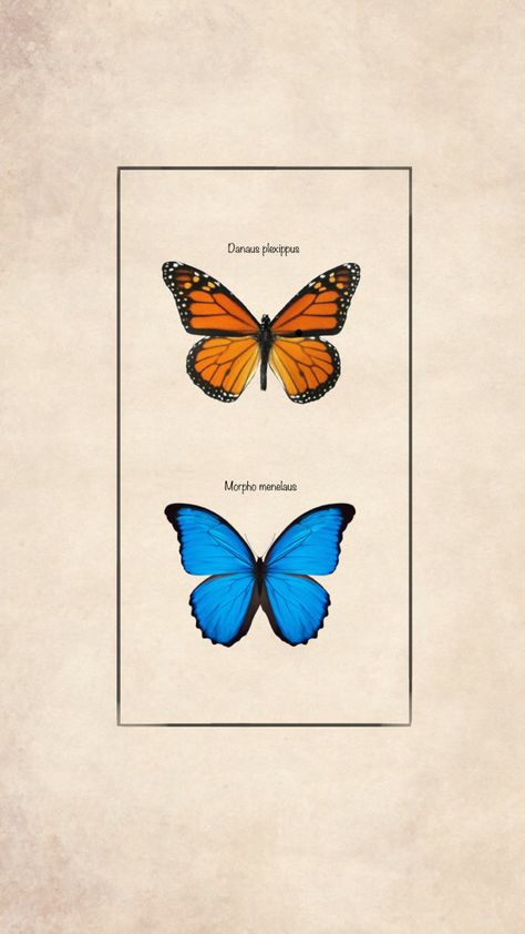 Monarch and Blue Morpho butterflies with their scientific names Monarch Butterflies Wallpaper, Blue Monarch Butterfly Drawing, Morpho Wallpaper, Blue Morpho Butterfly Tattoo, Morpho Butterfly Tattoo, Morpho Azul, Butterfly Phone Wallpaper, Blue Monarch Butterfly, Monarch Tattoo