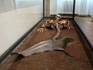 Real Life Mermaid Found, Mermaids Exist, Mermaid Found, Mermaid Skeleton, Hans Christian Anderson, Mermaid Statues, Weird But True, Real Mermaids, Ancient Mysteries