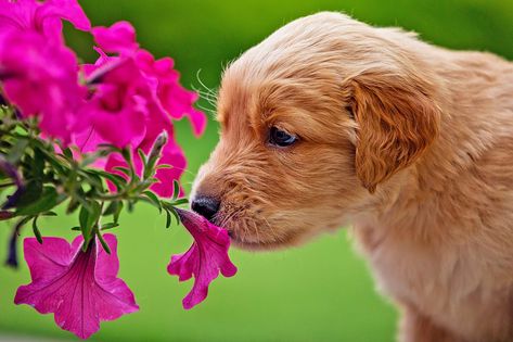 Outdoor Plants Safe For Dogs, Non Toxic Outdoor Plants For Dogs, Dog Safe Flower Garden, Dog Safe Plants Outdoors, Dog Safe Flowers, Dog Friendly Flowers, Dog Friendly Plants Outdoor, Plants Safe For Dogs, Pet Friendly Yard