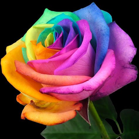 Luxury Bouquet, Rose Delivery, Rainbow Pictures, Happy Rainbow, Rose Flower Pictures, Rose Online, Single And Happy, Rainbow Roses, Beautiful Rose Flowers