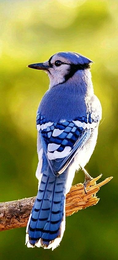 Blue Jay it is sometimes called a Jaybird. Four subspecies of the Blue Jay are recognized. They are Northern, Coastal, Interior and Florida. Feather With Birds Tattoo, Blue Jay Bird, Coastal Interior, Jay Bird, Backyard Birds, Bird Pictures, Pretty Birds, Bird Photo, Blue Jays