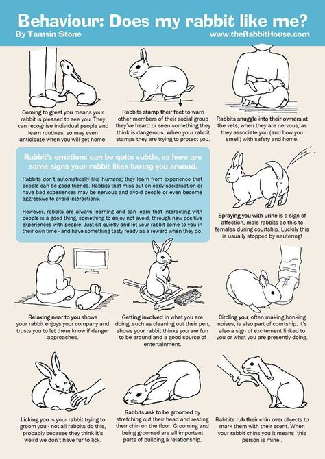 Where To Pet A Bunny, Bunny Age Chart, Bunny Owner Tips, Things For Rabbits, Things To Know About Bunnies, Bunny Behavior Meaning, Rabbit Must Haves, How To Care For A Bunny, How To Take Care Of A Rabbit