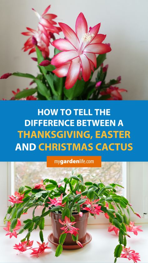 Three very similar plants that are grown and sold for holiday décor and gifting are the “Thanksgiving cactus”, “Easter cactus”, and "Christmas cactus". These are more generically sold with the name “holiday cactus” and can be easily confused with one another. Learn how to tell the difference between a Christmas cactus, Thanksgiving cactus, and Easter Cactus by clicking on this pin or saving it for later. Christmas Thanksgiving Easter Cactus, Types Of Christmas Cactus, Xmas Cactus, Crab Cactus, Cactus Identification, Christmas Cacti, Christmas Cactus Propagation, Small Cactus Plants, Origin Of Christmas