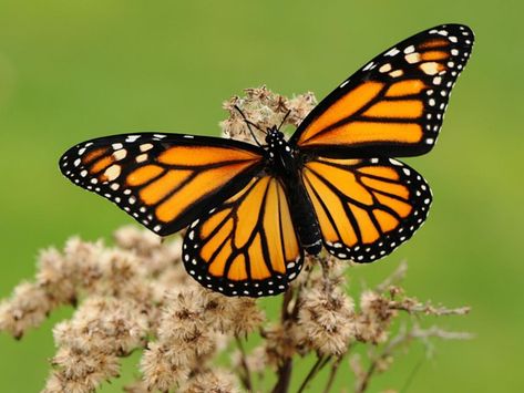 Monarch Monarch Butterfly Facts, Monarch Butterflies Photography, Butterfly Facts, Idea Paint, Monarch Caterpillar, Beautiful Butterfly Photography, Sun Garden, Monarch Butterflies, Butterfly Images