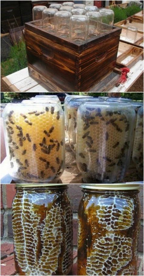 Easy DIY Beehive In A Jar! Such a clever way to have your own beehive! #diyncrafts #beehives #diybeehive #jarcrafts #idyproject Diy Beehive, Bee Hive Plans, Raising Bees, Backyard Beekeeping, نباتات منزلية, Bee Garden, Diy Flooring, Save The Bees, Mason Jar Crafts