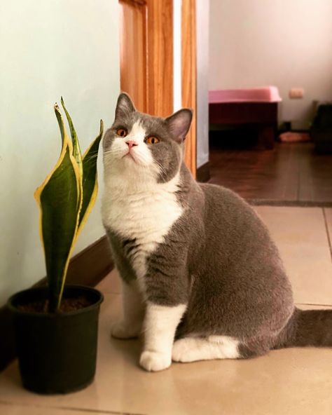 Bicolor Cat, British Cat, University Of Liverpool, Exotic Shorthair, British Shorthair Cats, British Shorthair, Funny Cute Cats, Pretty Cats, Cat Pin