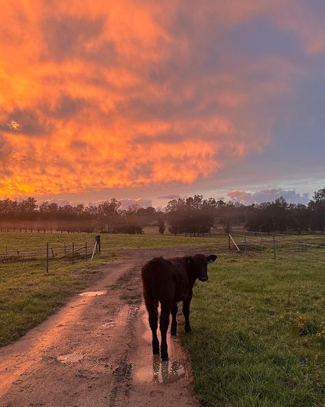 the cutest farm stay 🐐🌾 Owning A Farm, Australian Country Aesthetic, Cow Farm Aesthetic, Farm Astethic, Hobby Farm Aesthetic, Country Lifestyle Farm Life, Noah Calhoun, Farm Life Photography, Pretty Farm