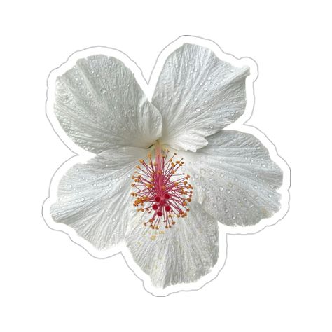 "Photo taken on Oahu, Hawaii. Made with high-quality white vinyl, these kiss-cut decals deliver great looks that are water, scratch, and UV-resistant. With a removable adhesive that doesn't leave residue, each piece features a 1/8\" kiss-cut border around the sticker and a satin finish." Real Flower Stickers, White Flower Sticker, Hibiscus Flower Sticker, Hibiscus Sticker, White Hibiscus Flower, Cute Laptop Cases, Kiss Sticker, Sticker Photo, Sticker Flower