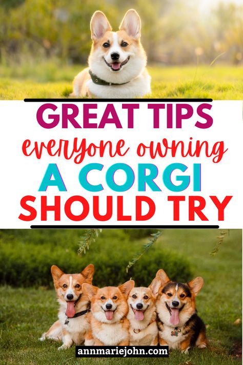 Corgi Care Tips, Corgi Puppy Tips, Corgi Training Tips New Puppy, Welcome Home Puppy Ideas, Corgi Tips, Long Haired Corgi, Corgi Training, Diy Dog Run, Tricolor Corgi