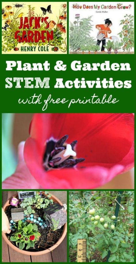 Explore some science & math in the garden with these great plant activities. #garden #flower #plants #science 1st Grade Garden Activities, Gardening Activities For Kindergarten, Classroom Greenhouse, Science Math Activities, Growing Activities, Homeschool Garden, Garden Science, Math Activities For Preschool, School Garden Club