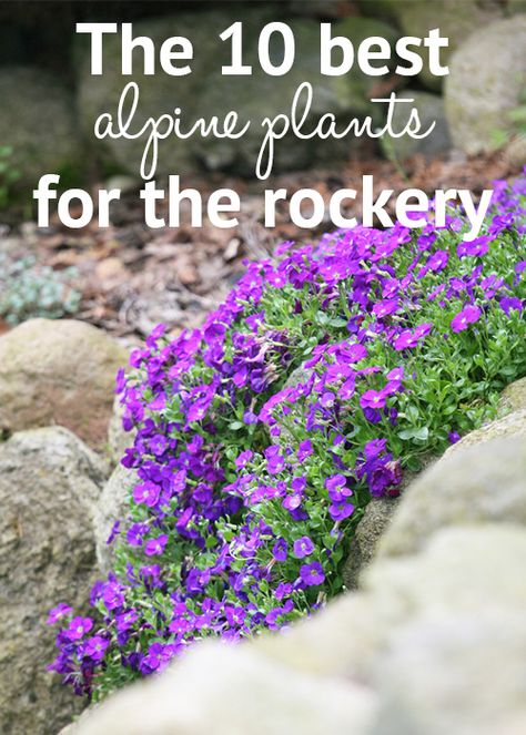 The 10 best alpine plants for the rockery. Choose these low-growing and drought-tolerant alpine plants for a rock garden full of flower colour Rockery Garden, Pictures Flowers, Alpine Garden, Rock Garden Plants, Flower Colour, Rock Garden Design, Alpine Plants, Garden Shrubs, Rock Garden Landscaping