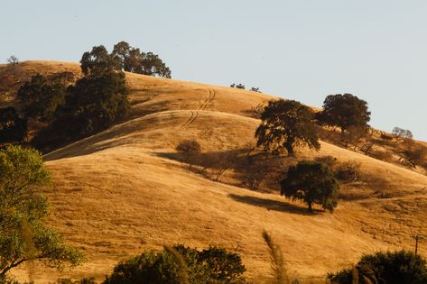 Yellow Hills, California Hills, Golden Hill, California Photos, California Landscape, Central Valley, Hill Country, The Ranch, Landscape Photos