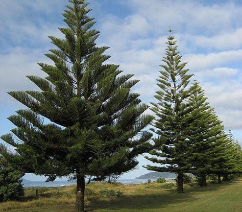 Care Indoor Norfolk Island Pine Tree    Norfolk Pine tree is also called star pine tree. Its botanical name is Araucaria Heterophylla and you know it better as a living Christmas tree.  The plant prefers bright light for a few hours on a daily basis. The length of the tree depends on you, as you can grow the plant indoor as a tabletop arrangement or as a tree in a corner. Natal Natural, Norfolk Island Pine, Amazing Trees, Norfolk Island, Norfolk Pine, Pretty Trees, Street Trees, Galveston Island, Unique Trees