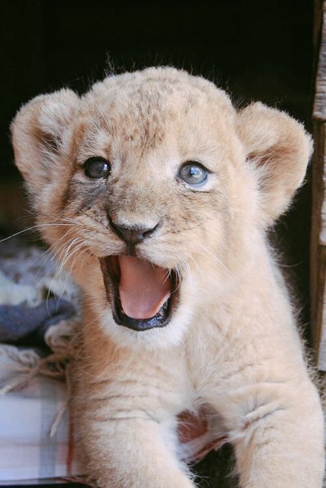 Haiwan Comel, Anak Haiwan, Haiwan Lucu, Interesting Animals, Cute Lion, Lion Cub, Baby Lion, Haiwan Peliharaan, Cute Wild Animals