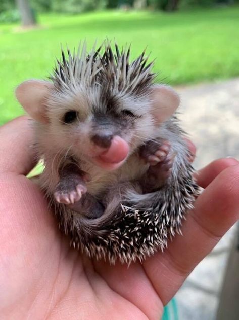 Baby Hedgehog Hedgehog Cheeseball, Drawing Hedgehog, Hedgehog Tattoo, Hedgehog Cage, Eye Bleach, Hedgehog Drawing, Hedgehog Cake, Funny Hedgehog, Hedgehog Pet