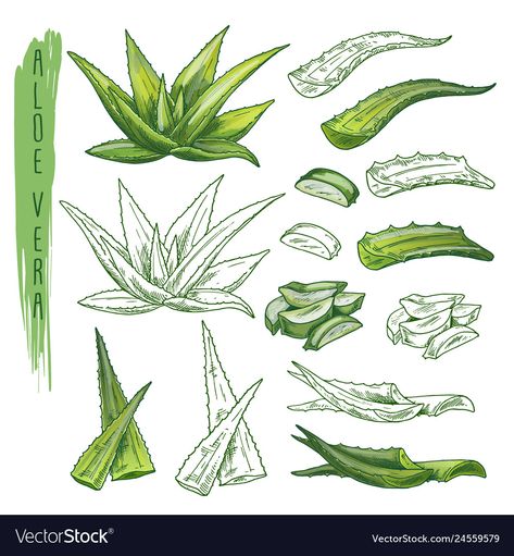 Aloe Illustration, Aloe Vera Drawing, Aloe Vera Plant Drawing, Aloe Vera Illustration, Aloe Vera Tattoo, Flora Vector, Skincare Lotion, Medical Plants, Plant Sketches