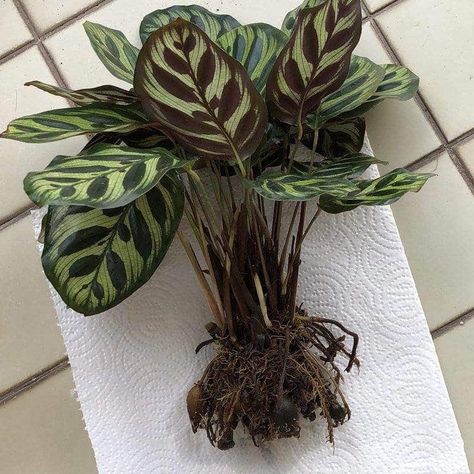 Calathea Makoyana, Repotting Orchids, Types Of Houseplants, Peacock Plant, Garden Nook, Calathea Plant, Plant Goals, Plant Indoor, Small Flower Pots