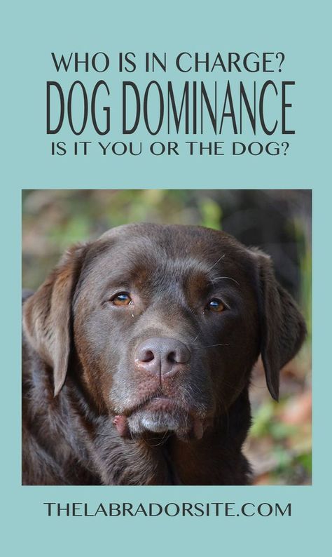 A guide to dog dominance and alpha dogs Dog Minding, Positive Dog Training, Alpha Dog, Easiest Dogs To Train, Basic Dog Training, House Training Dogs, Dog Training Advice, Dog Brain, Dog Training Techniques