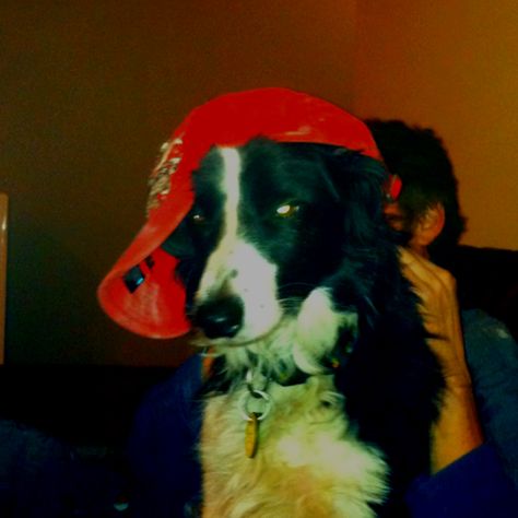 Gangsta Border Collie! Baby Dogs Puppy, Dogs Puppy, Golden Retrievers, Baby Dogs, Game Changer, Border Collie, So Cute, Internet, History