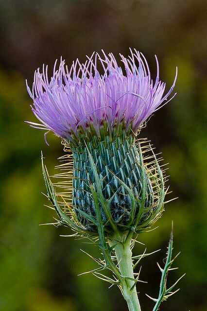 Bullthistle Purple Thistle, Thistle Flower, Scottish Thistle, Seed Pods, Purple Flower, Beautiful Blooms, Ikebana, Secret Garden, Flower Power