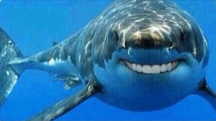 They told me to tell you what this is about, it is a shark with human teeth. Vewy scawy Sharks With Human Teeth, Human Teeth, Sharks Funny, Dental Humor, Shark Birthday, Joke Of The Day, White Sharks, Shark Week, Great White Shark