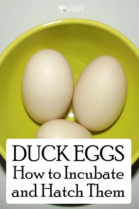 Hatching Duck Eggs, Backyard Ducks, Raising Ducks, Duck Eggs, Hatching Eggs, Chicken Feed, Hobby Farms, Duck Egg, Backyard Landscaping Designs