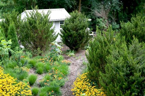 Though many view Eastern Red Cedars, (Juniperus virginiana), as weeds in abandoned sites, we love the native Cedar for ... Juniperus Virginiana, Native Landscaping, Native Plant Landscape, Small Trees For Garden, Thuja Green Giant, Eastern White Cedar, Eastern Red Cedar, Leyland Cypress, Plant Landscape