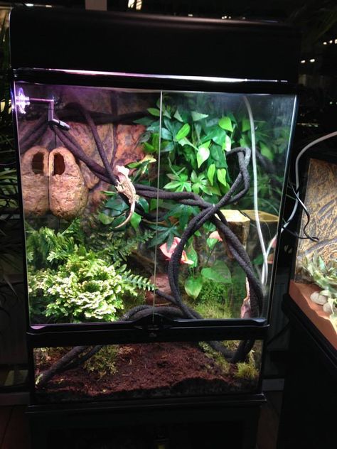 exo terra gecko tank. crested gecko Chinese Water Dragon Enclosure, Water Dragon Enclosure, Crested Gecko Terrarium, Crested Gecko Vivarium, Bartagamen Terrarium, Crested Gecko Habitat, Gecko Cage, Crested Gecko Care, Gecko Vivarium