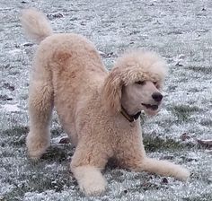 Poodle Hairstyles, Miniature Poodles, Poodle Haircut, Poodle Dogs, Poodle Cuts, Poodle Grooming, French Poodles, Standard Poodles, Dog Exercise