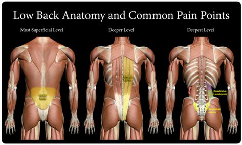 low back pain, QL stretch, Ql stretching, stretches for QL Quadratus Lumborum Stretch, Ql Stretch, Lower Back Muscles, Sciatica Pain, Sports Massage, Massage Benefits, Best Stretches, Good Mental Health, Low Back Pain