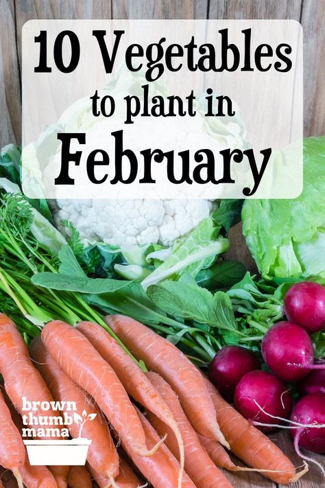 These 10 veggies can handle the cold. Zone 9 gardeners, plant these vegetables in February and you’ll enjoy fresh food from your garden in no time! Vegetables To Plant In January, Vegetables To Plant In February, What To Start Planting In February, What To Plant In February, February Gardening, Winter Homesteading, Growing Snow Peas, Mini Homestead, Types Of Kale