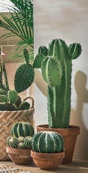 Tanaman Sukulen, Kaktus Dan Sukulen, Plants In Pots, Tanaman Indoor, Tanaman Pot, Interior Boho, Indoor Cactus, نباتات منزلية, Fleurs Diy