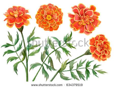 Watercolor Set Marigold Flowers Hand Drawn Stock Illustration ... Marigold Botanical Illustration, Art Nouveau Marigold, Marigolds Painting, Marigolds Drawing, Marigold Flower Painting, Marigold Illustration, Marigold Background, Marigold Drawing, Marigold Painting