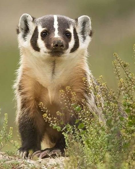 Badger Aesthetic, Badger Animal, American Badger, Hufflepuff Badger, Badger Illustration, Baby Badger, Cottagecore Animals, Nocturnal Animals, Interesting Animals