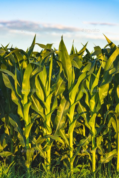 Corn Field Painting Acrylic, Corn Field Illustration, Corn Field Painting, Corn Field Drawing, Maize Field, Corn Farming, Agriculture Art, Maize Plant, Corn Farm