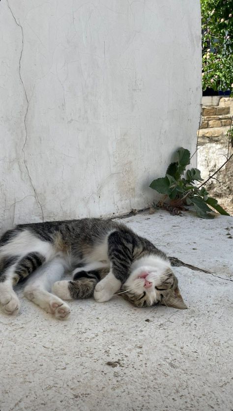 Street Cat Snap, Street Cats Aesthetic, Cats On Street, Cat On Street, Snap Cat, Street Cat, Street Cats, Dust Bath, Spotted Cat