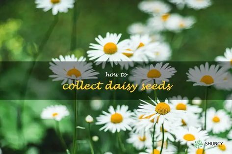 Harvesting Daisy Seeds: A Step-By-Step Guide Michaelmas Daisy, Shasta Daisy, Window Boxes, Planting Seeds, Step Guide, Beautiful Gardens, Planting, Tips And Tricks, House Plants