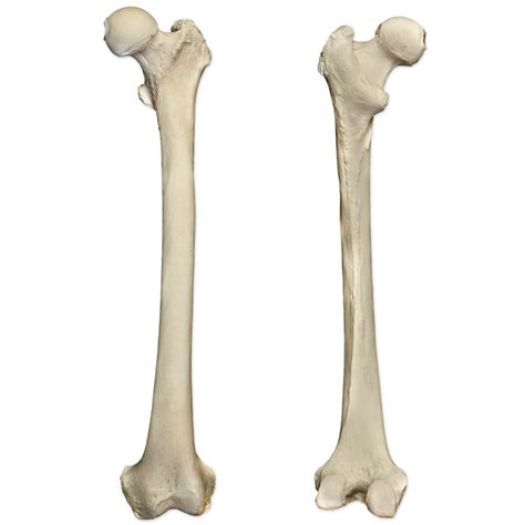 Femur bone landmarks* (left femur) Diagram Femur Bone, Start Studying, Learn Vocabulary, Brain Stem, Skeletal System, Study Tools, Reproductive System, Science Biology, Biology