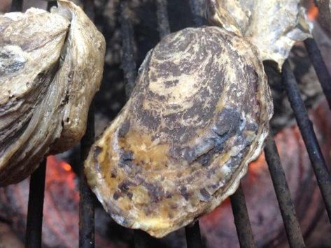 Chargrilled Oysters Recipe, How To Barbecue, Steamed Oysters, Fresh Seafood Market, Bbq Oysters, Cooked Oysters, Smoked Oysters, Oyster Roast, Grilled Oysters