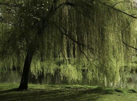 Weeping Willow Aesthetic, Weeping Willow Tree Aesthetic, Willow Aesthetic, Weeping Trees, Willow Trees, Weeping Willow Tree, Pretty Trees, Willow Creek, Weeping Willow